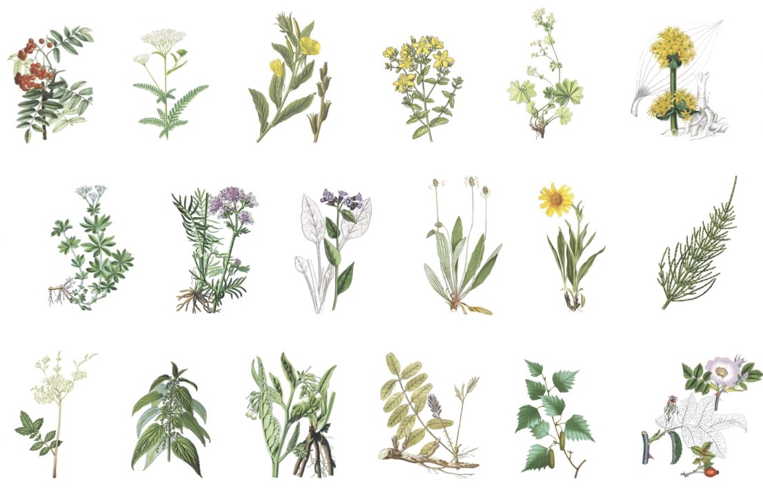 dlabac-ch-lausanne-jardins-2024-pharmacie-chamberonne-section-herbs